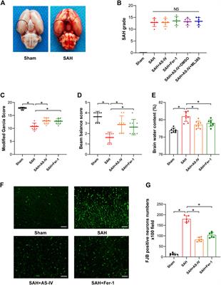 Astragaloside IV attenuates ferroptosis after subarachnoid hemorrhage via Nrf2/HO-1 signaling pathway